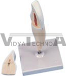 Lower Incisor, 2 part